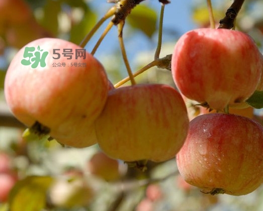 海棠果的功效和作用及食用方法,海棠果的功效和作用禁忌 海棠果的功效和作用及食用方法,海棠果的功效和作用禁忌