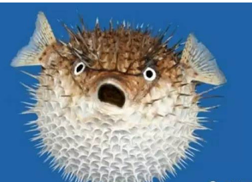 河豚怎么处理才没毒,河豚怎么处理才能吃 河豚怎么处理才没毒,河豚怎么处理才能吃