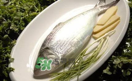 鲥鱼为什么不去鱼鳞,鲥鱼不去鱼鳞吗?