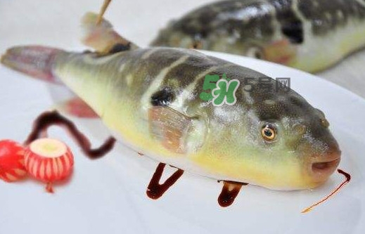 河豚鱼为什么有毒,河豚鱼为什么有毒还有人吃