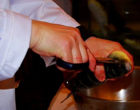 河豚鱼怎么去毒视频,河豚鱼怎么去毒