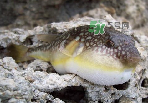 河豚最毒的部位是哪里,河豚最毒的部位是()