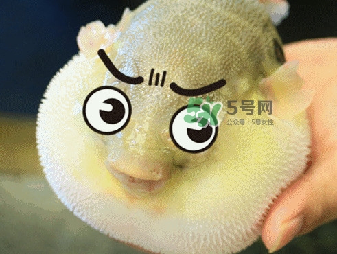 河豚最毒的部位是哪里,河豚最毒的部位是()