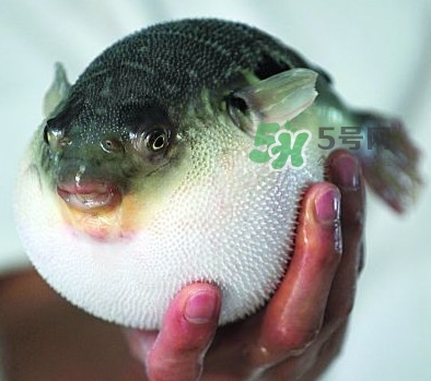 河鲀毒素在哪里,河鲀怎么处理