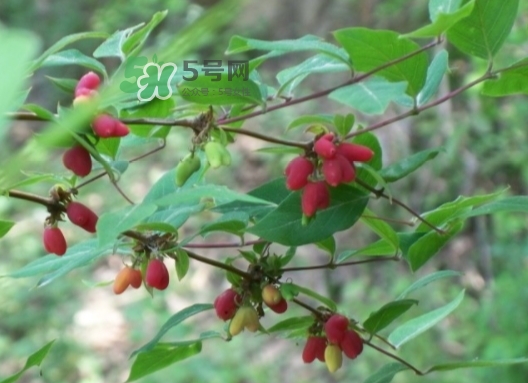 杈杷果怎么保存,枇杷果怎么保存