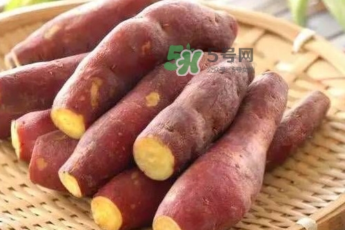 地瓜的营养价值及功效和作用,红薯有哪些营养价值和功效