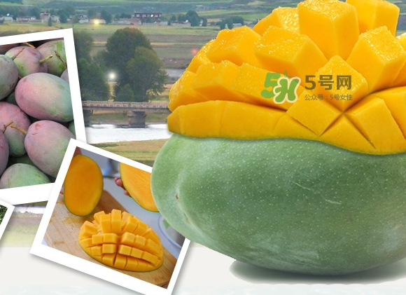 凯特芒果上市时间,凯特芒果上市时间持续到几月