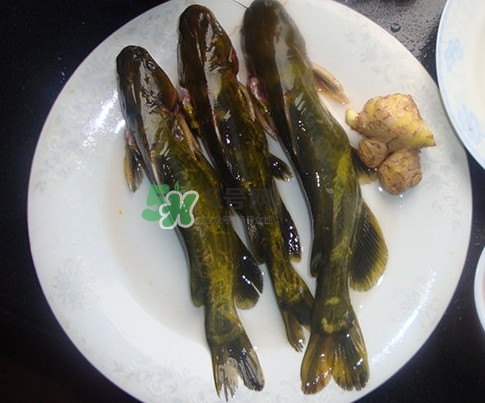 黄刺鱼是黄辣丁吗,黄刺鱼和黄辣丁的区别