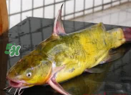 冬季钓黄刺鱼,钓黄花鱼的最佳时间