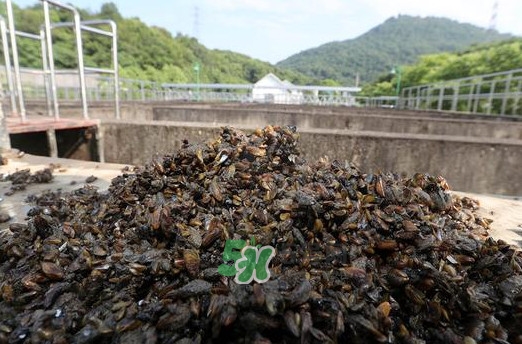 海瓜子哪里不能吃,海瓜子整个都能吃吗