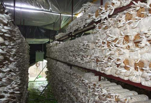 种植秀珍菇一次要投资多少钱,秀珍菇多少钱一斤