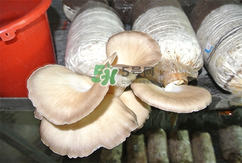 秀珍菇的出菇管理特点,秀珍菇多久出菇一次