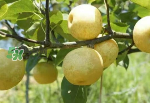 奈李是什么水果,奈李是什么 奈李是什么水果,奈李是什么