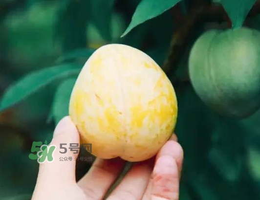 奈李怎么保存,脆李怎么保存