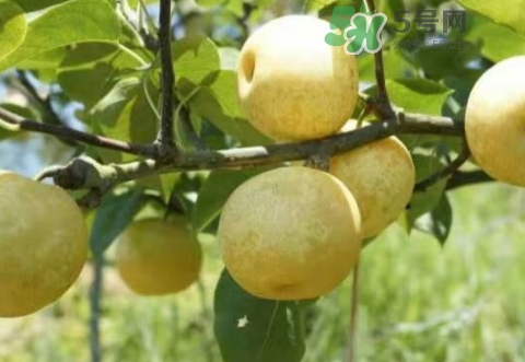 奈李怎么保存,脆李怎么保存