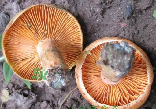 松乳菇为什么不能,吃松乳菇的禁忌