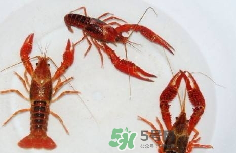 小龙虾放在水里会死吗?,小龙虾在水里会淹死吗