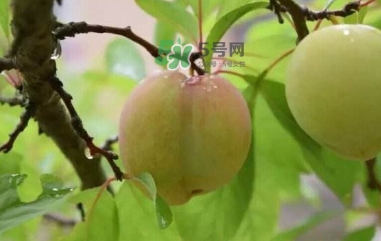 奈李中间为什么是空的,油奈中间为什么是空的