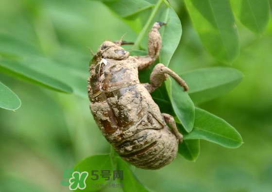 知了壳的药用价值,知了壳的药用价值 功效