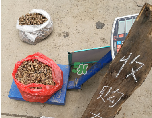 知了壳的形状,知了壳叫什么