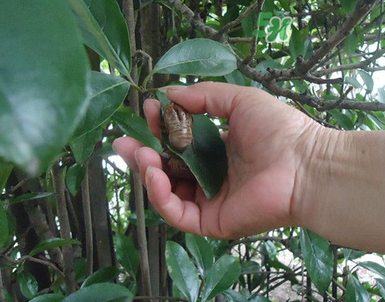 知了壳怎么吃,知了壳的食用方法