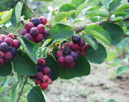 什么水果补钙效果最好,什么坚果补钙的效果最好