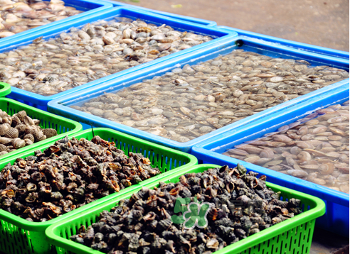 花蛤怎么样是活的,花蛤怎样做 花蛤怎么样是活的,花蛤怎样做