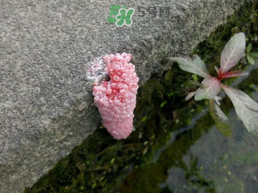 福寿螺卵多久孵化出来,福寿螺卵多久孵化