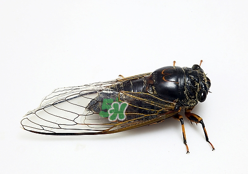 知了猴和知了的区别,知了猴和知了一样吗