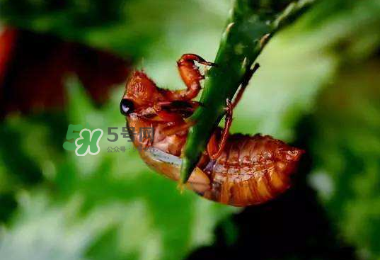 中药金蝉壳的功效,金蝉壳的功效和作用及食用方法