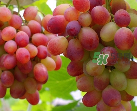 马陆葡萄价格,马陆葡萄园采摘时间