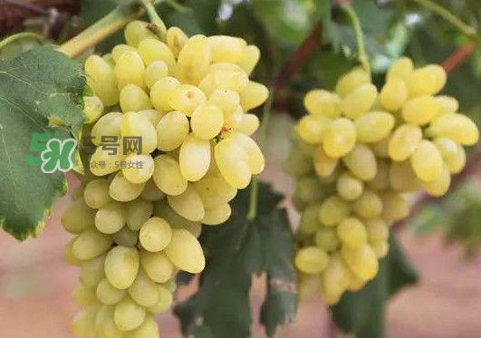 金手指葡萄可以盆栽吗,金手指葡萄能露天种植吗