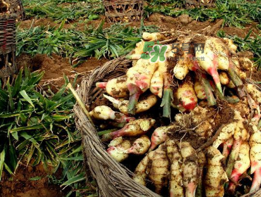 秋天立冬后可以吃姜吗,立冬吃姜好吗