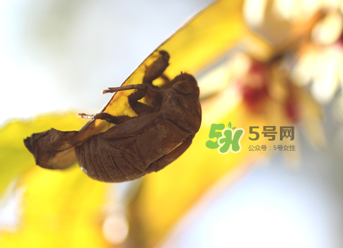 蝉蜕泡酒的方法,蝉蜕泡酒的功效作用以及制作方法 蝉蜕泡酒的方法,蝉蜕泡酒的功效作用以及制作方法