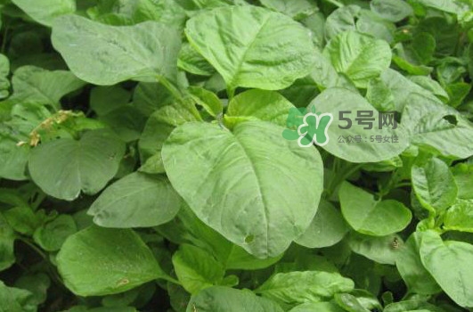 苋菜和野苋菜的区别,野苋菜和苋菜区别图片