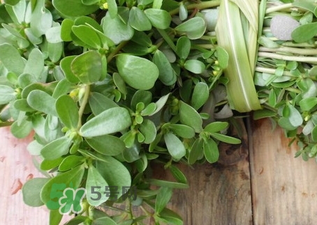 蚂蚁菜晒干了吃有什么功效,菜里有蚂蚁煮熟了能吃吗