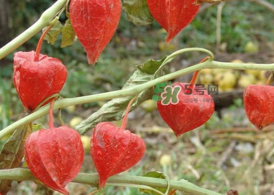 红姑娘用皮还是果泡水,红菇娘泡水的功效 红姑娘用皮还是果泡水,红菇娘泡水的功效