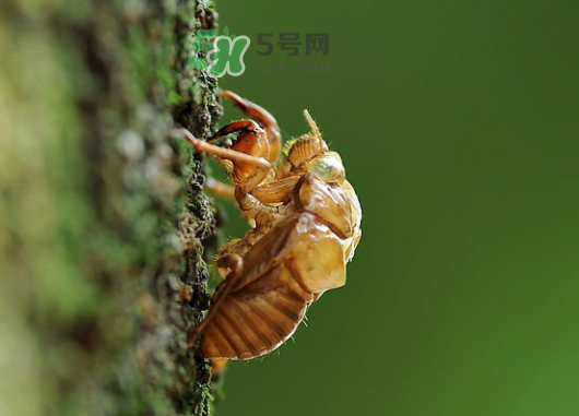 知了壳怎么吃功效最好,知了壳怎么吃