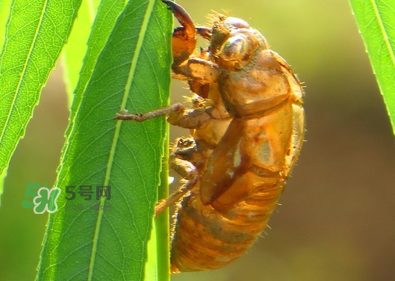 蝉蜕的特征,什么是蝉蜕