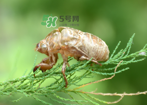 知了壳有什么药用价值,知了壳在中药里叫什么