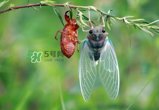 金蝉什么时候最多,金蝉什么时候最多?金蝉什么时候没有?