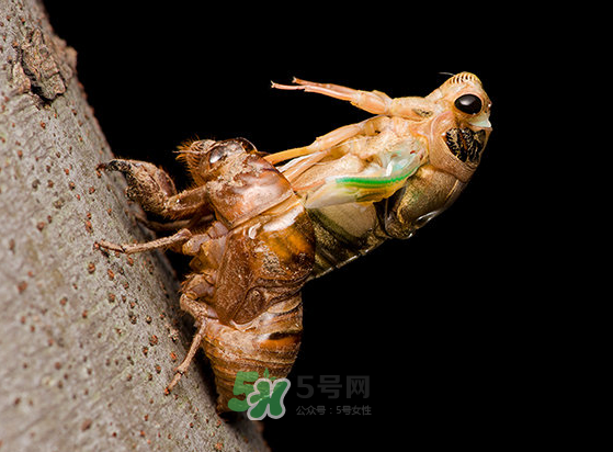 金蝉什么时候脱壳,金蝉什么时候脱壳 金蝉脱壳时间