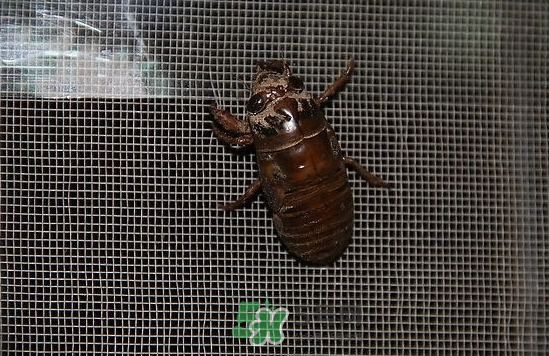 金蝉什么时候出土,金蝉什么时候出土最多