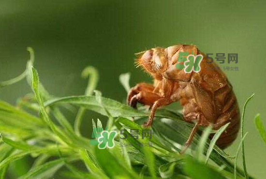 金蝉怎么养殖技术,金蝉养殖合作社