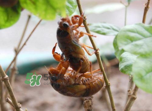 金蝉多少钱,金蝉是怎样的