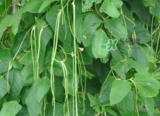 缸豆是什么季节的菜,缸豆什么时候播种