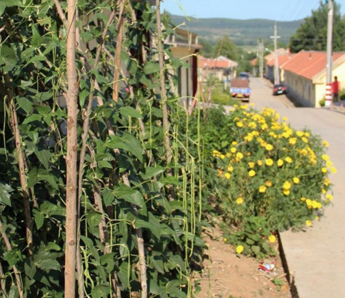 长缸豆什么时候育苗,长缸豆什么时候种的