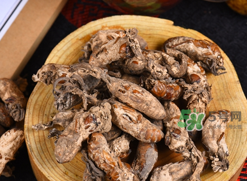 金蝉花长期保存方法,金蝉花的正确食用方法