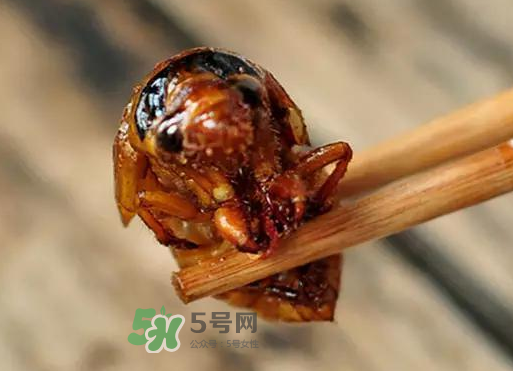 金蝉冷冻变黑怎么处理,金蝉变黑了还能吃吗