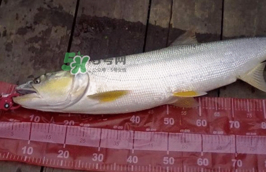 鳡鱼和假鳡鱼怎么区分,鲽鱼和假鲽鱼的区别